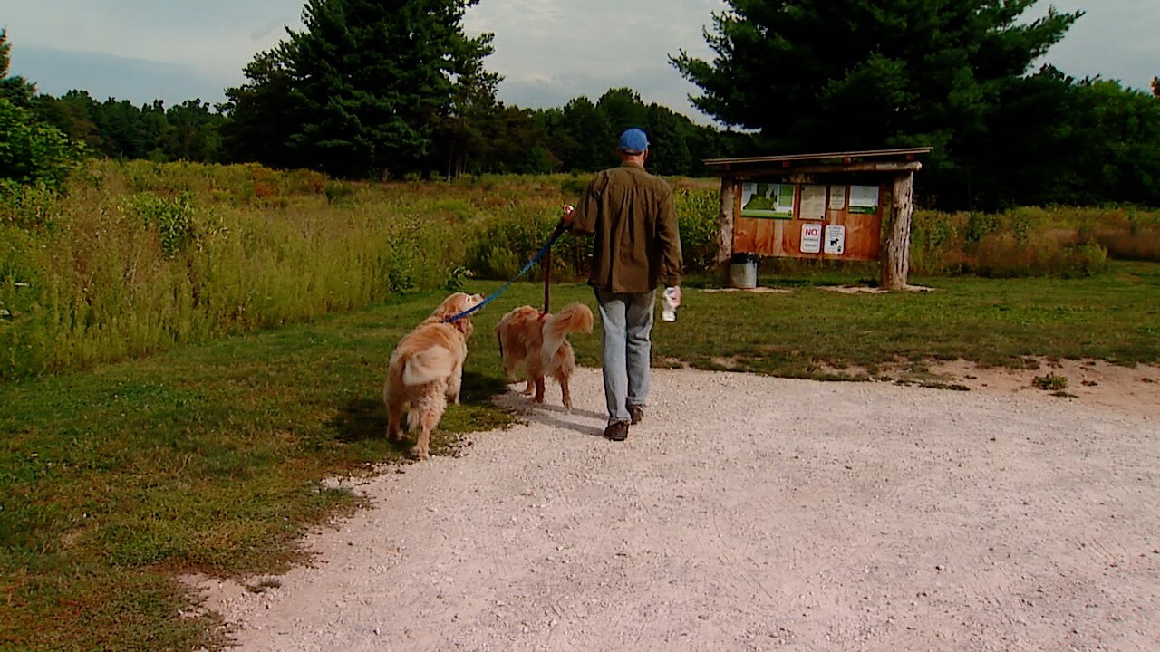 Dog walker.jpg