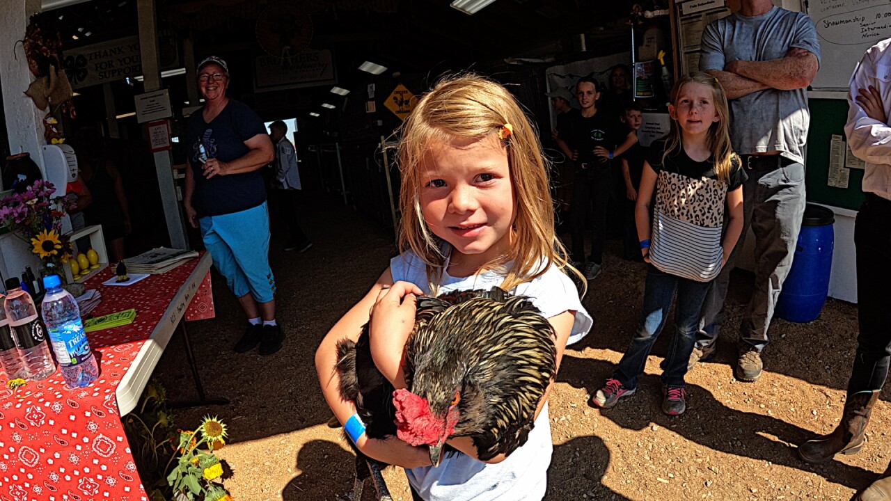 RavalliFairChicken.jpg