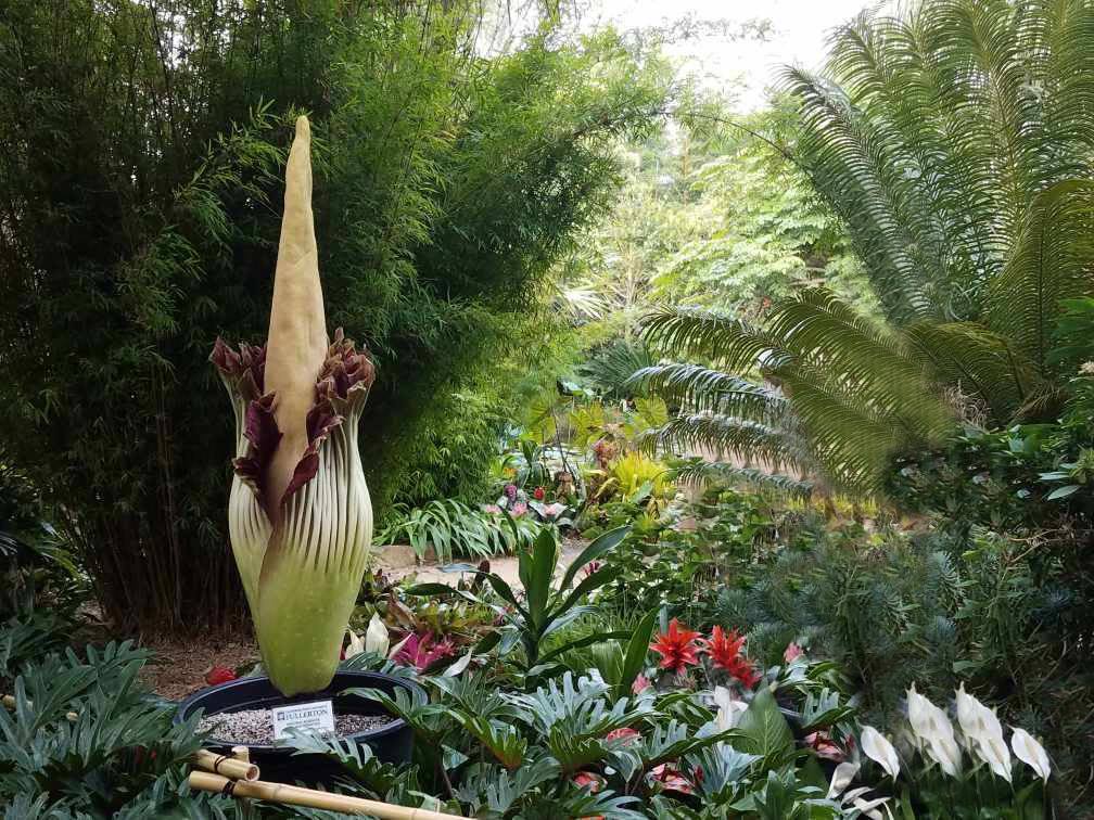Corpse Flower