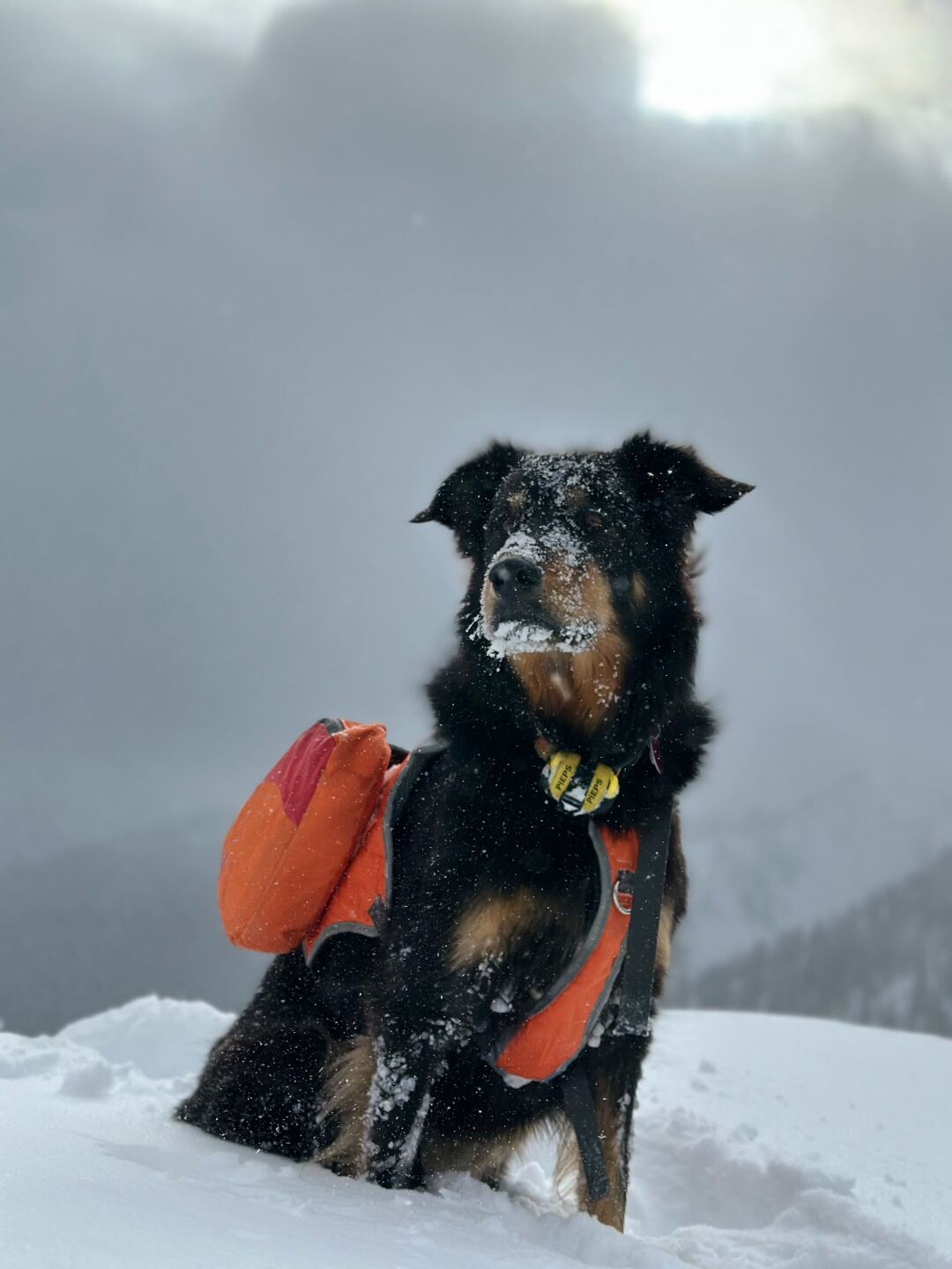 Jacob Dalbey_ullr dog.jpg