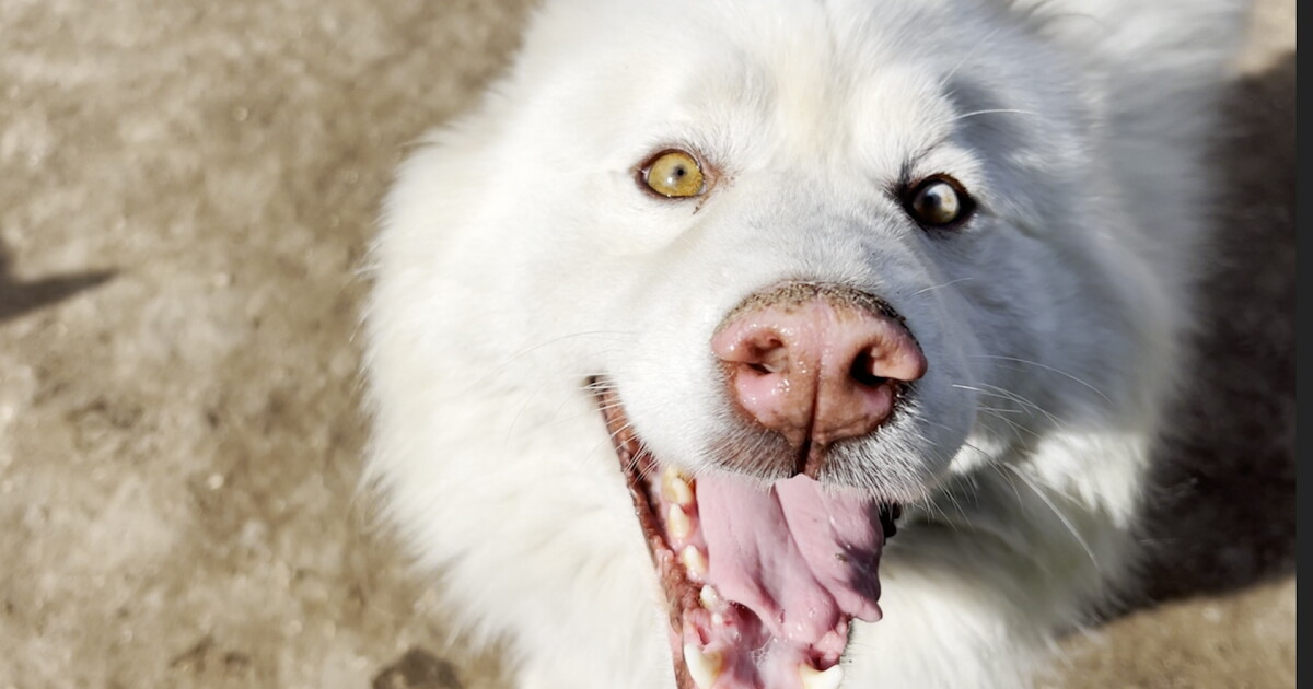 Paso Robles animal sanctuary takes in huskies to help ease shelter overcrowding - Vimarsana News