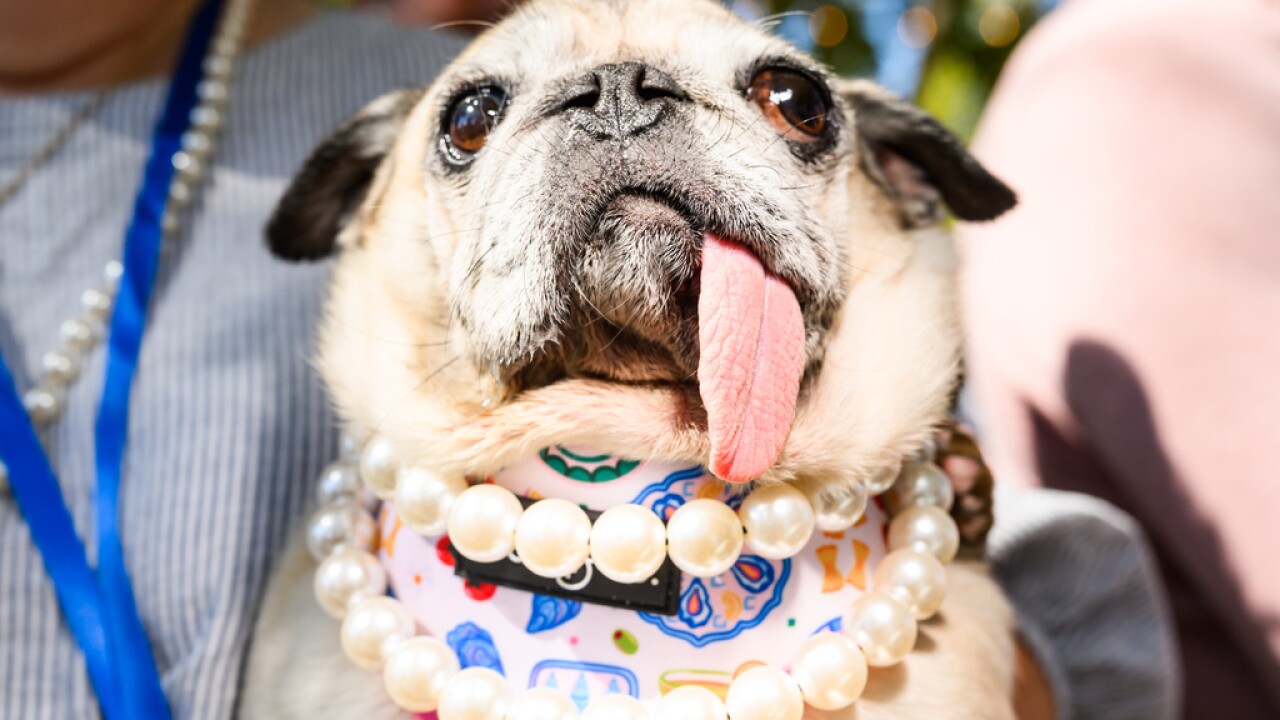 APTOPIX Ugly Dog Contest