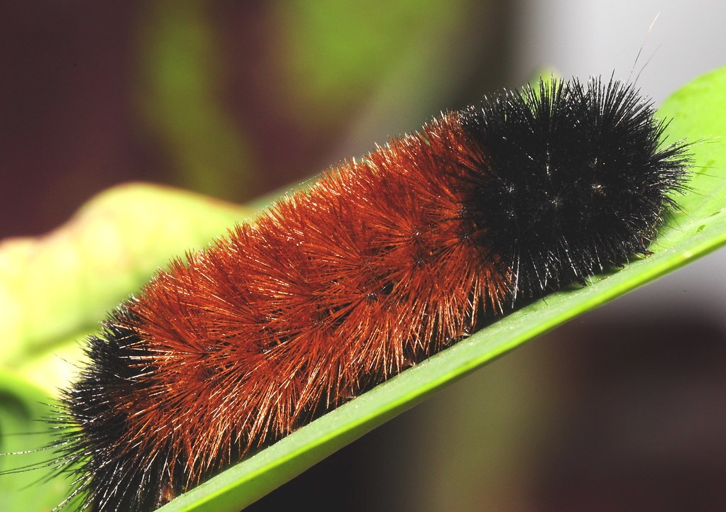 caterpillar.jpg