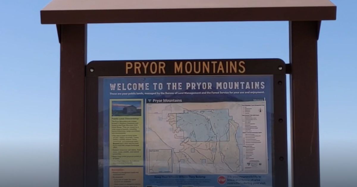 First confirmed sighting of grizzly bear in Pryor Mountains - Vimarsana News