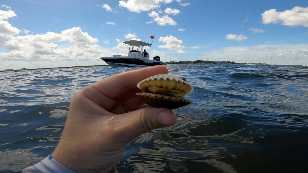 Scalloping