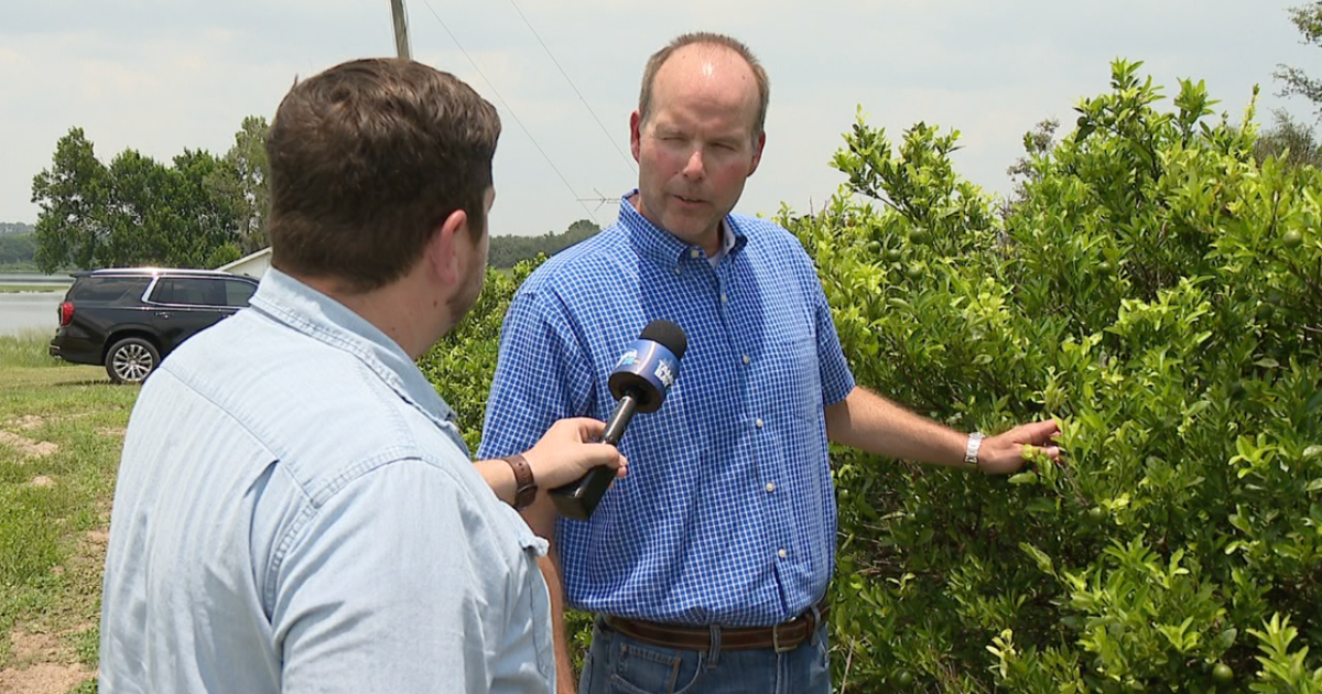 Florida citrus growers see signs of hope as orange production rises after years of decline