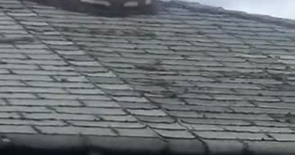 Massive python trapped on roof of garage in Detroit