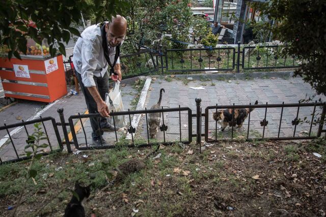 Photos: This place is known as 'The City of Cats'