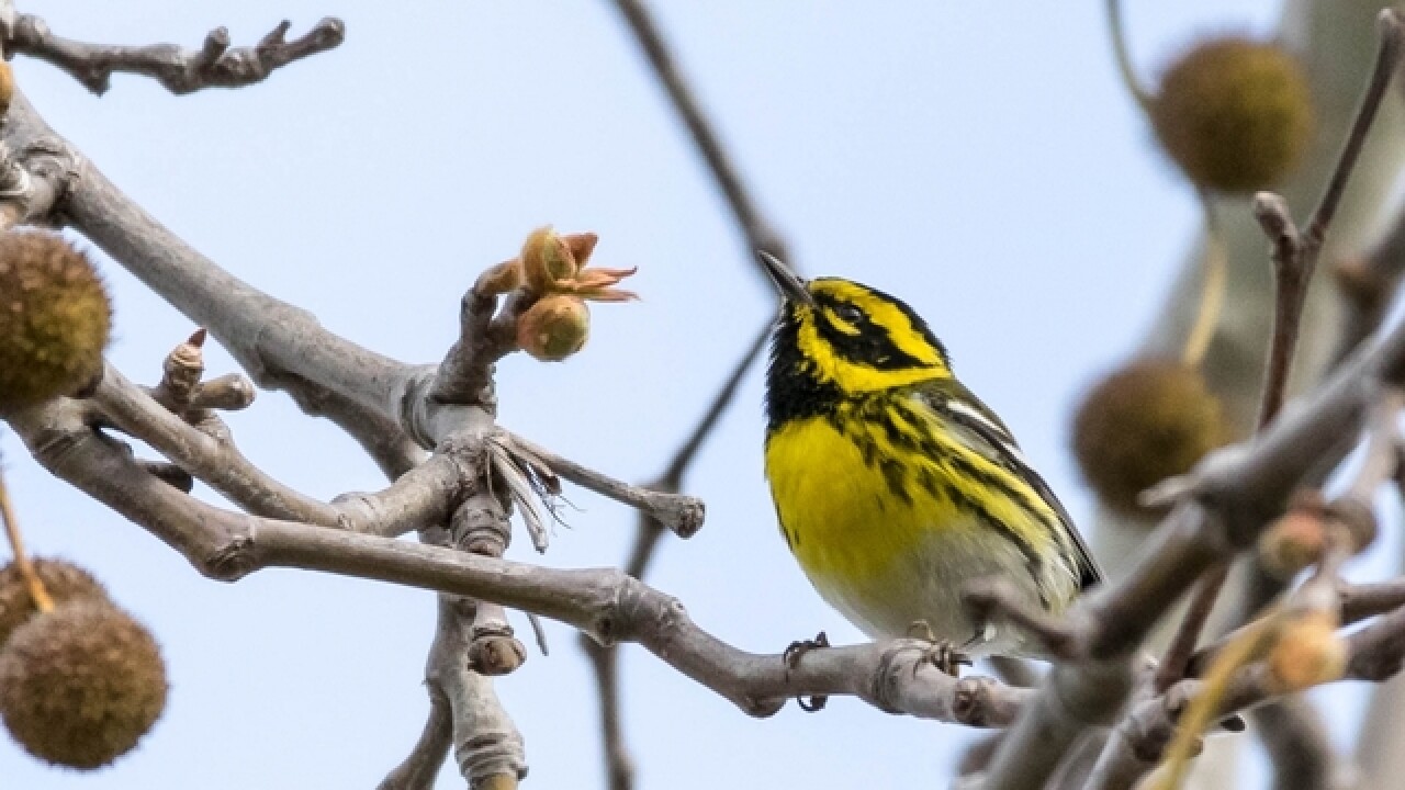 Mass Of Migrating Birds To Head Over Wisconsin This Week
