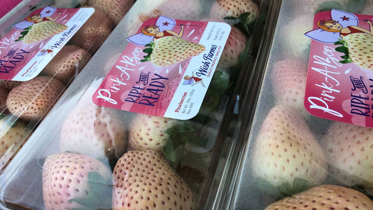 Wish-Farms-grows-'white-strawberries'-in-Manatee-County--1.jpg
