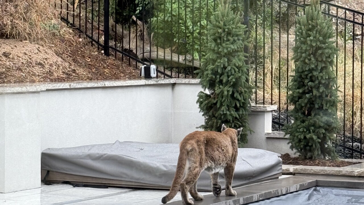 Boulder Mountain Lion