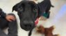 Paws-itive changes at the Douglas Animal Shelter leading to more adoptions, dogs finding forever homes