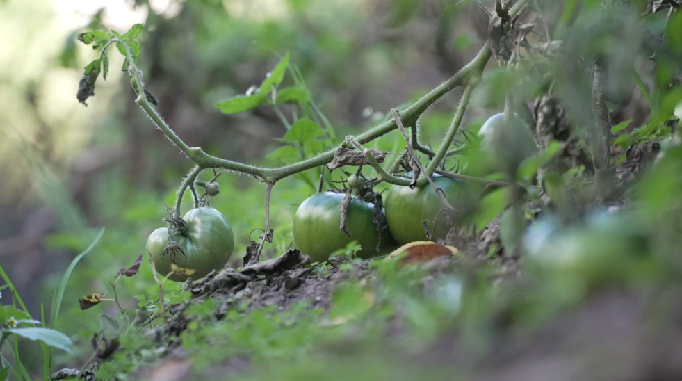 Screenshot 2025-10-06 at 11.14.43 PM.png