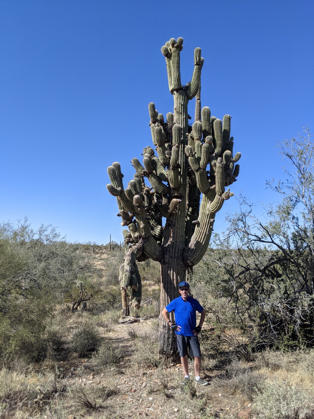 Saguaro with many arms