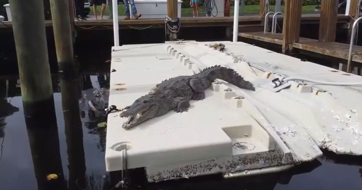 Florida woman spots crocodile sunbathing at condo complex - Vimarsana News