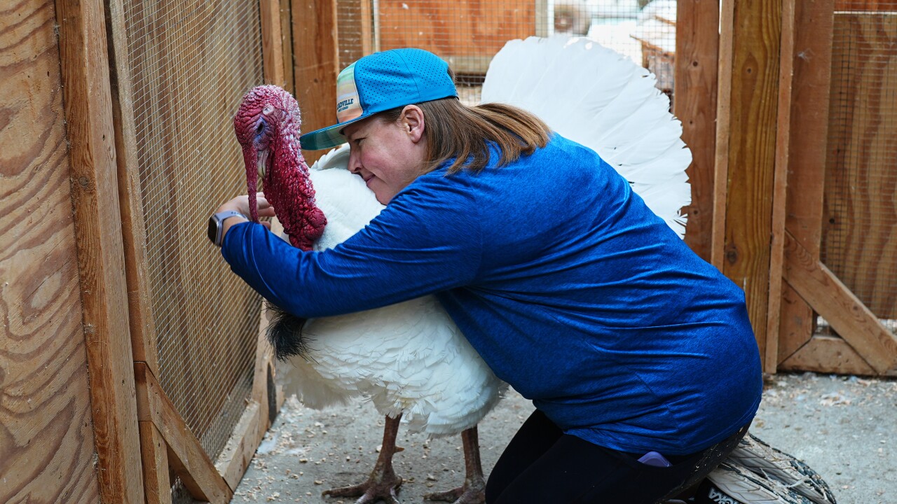 Turkey Adoptions