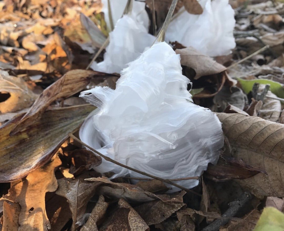 FrostFlowers_RebeccaBates,Lawrenceburg.jpg