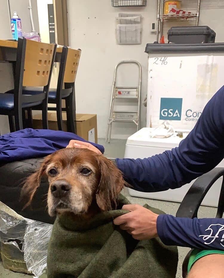 FMB dog rescue 2.jpg