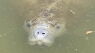Manatee spotted in Western Branch