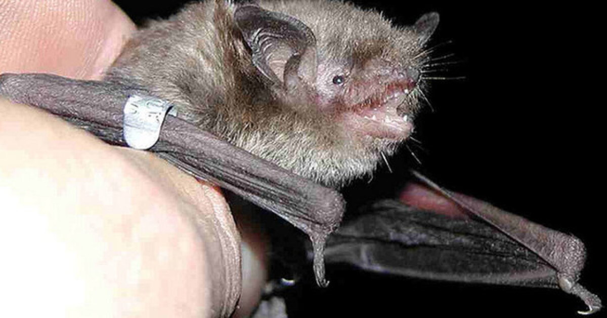 Indian River County Rabies Alert Follows Positive Bat Near Fellsmere Apartments