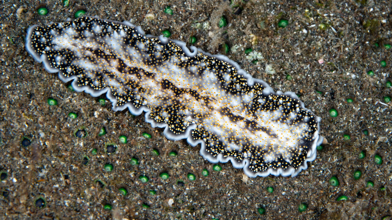 An undescribed flatworm crawling across sand.