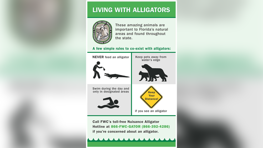 living-with-alligators.png