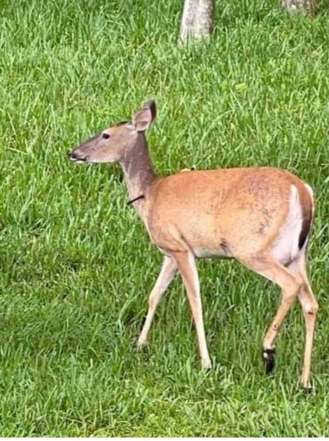 Deer