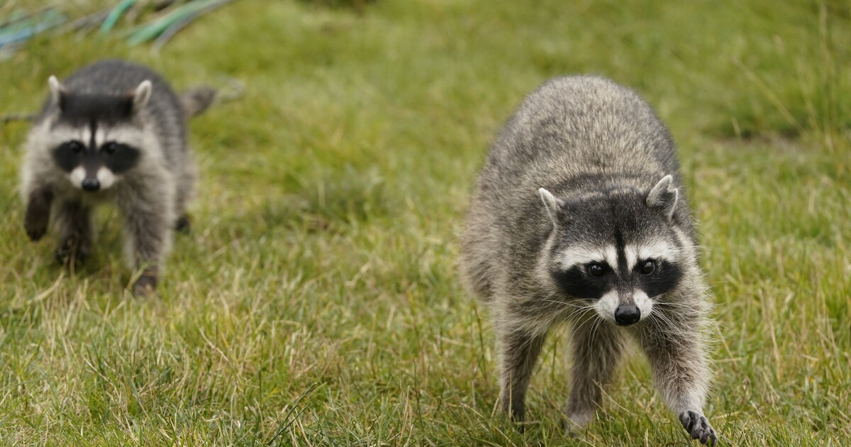 2 people infected with raccoon roundworm disease. Here's how to avoid exposure