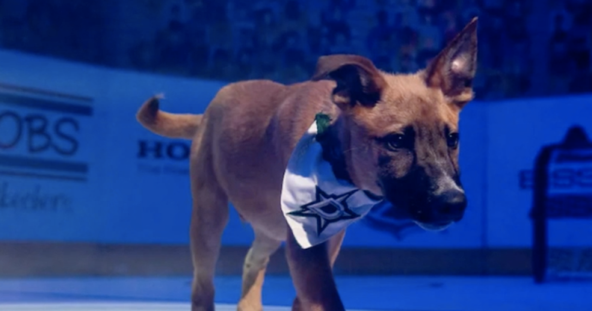 NHL, Petco team up for ‘Stanley Pup’ featuring puppies up for adoption NHL, Petco team up for ‘Stanley Pup’ featuring puppies up for adoption