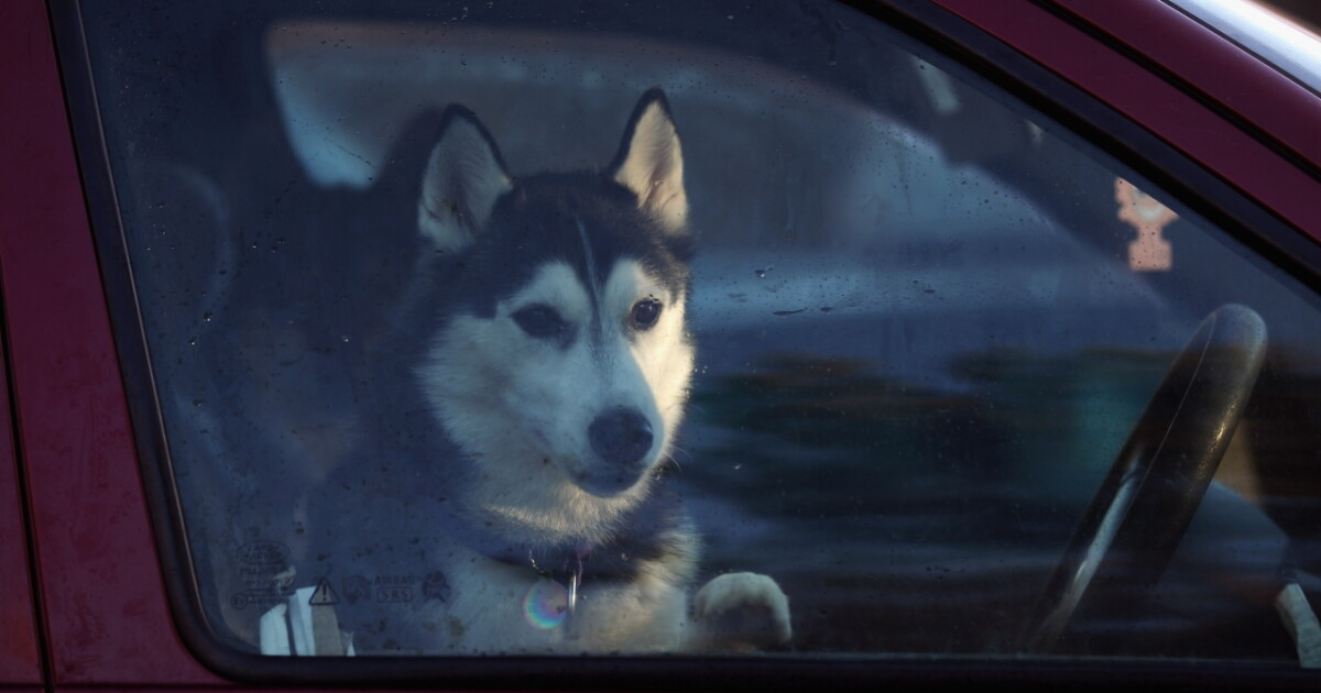The Dangers Of Leaving Pets In Cars (VIDEO)