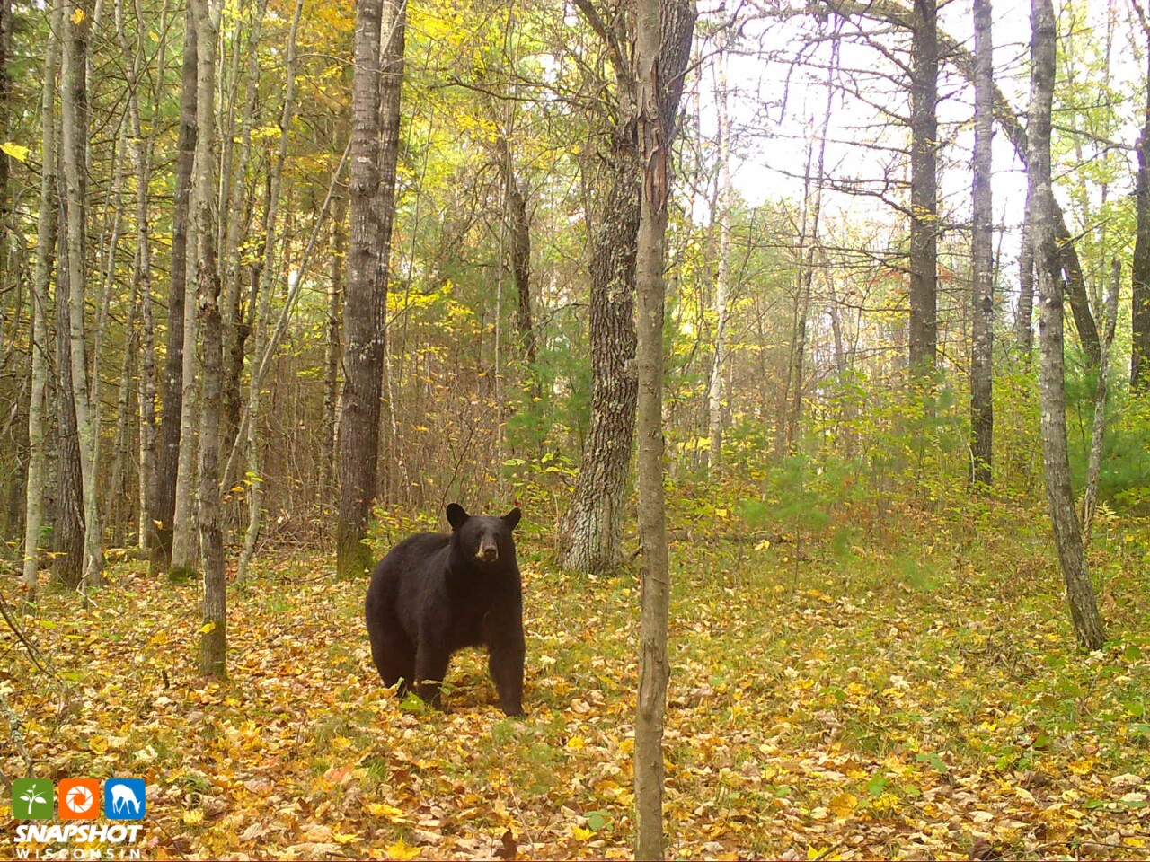 Bear in Marinette County