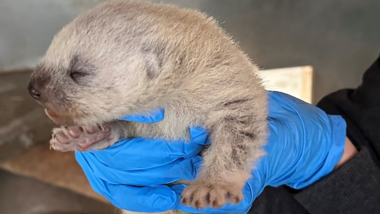 Ahmari, one of ZooMontana’s two wolverines, gave birth to a female kit on February 6, 2024