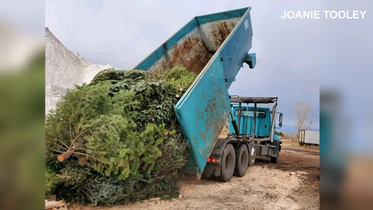 Recycled Christmas Trees 2024