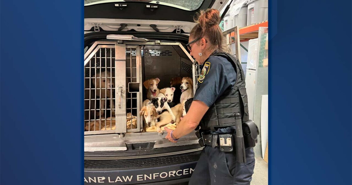 Three facing charges after SPCA rescues dogs and cat from Town of Tonawanda home - Vimarsana News