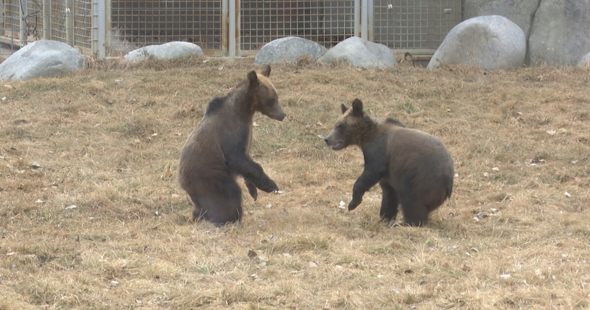 Grizzly bear cubs rescued from Northwest Montana on display at ZooMontana - Vimarsana News