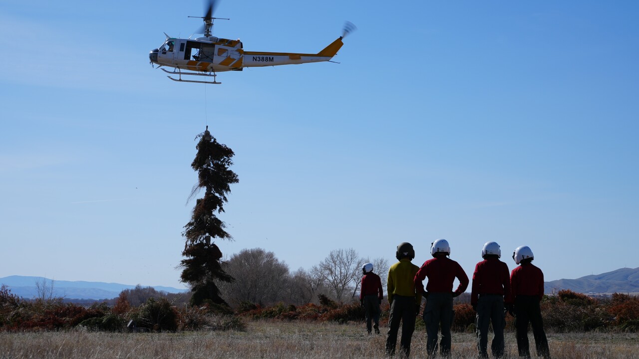 Pines for Perch 3.JPG