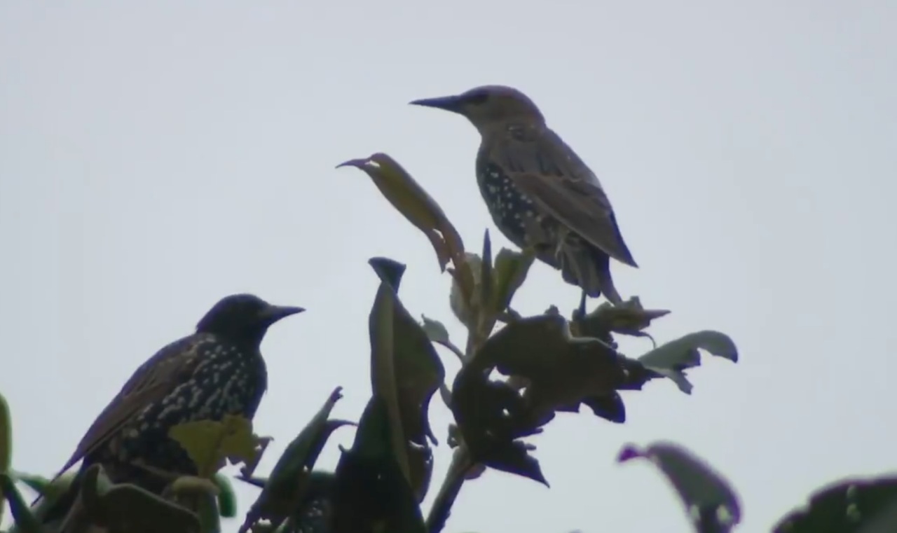 purple martin