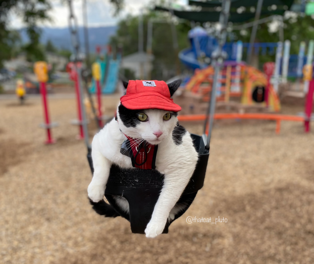 pluto at the park.png