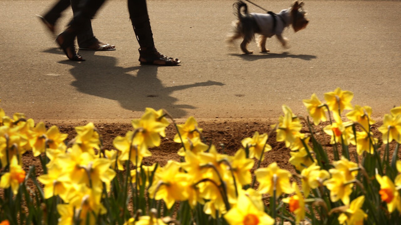 How Well Do You Know Your Dog Sitter Wag Rover Apps Can Present Problems