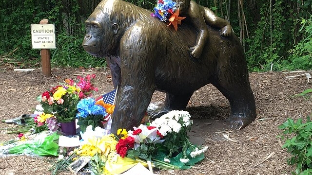 Live Cincinnati Zoo Reopens Gorilla Exhibit