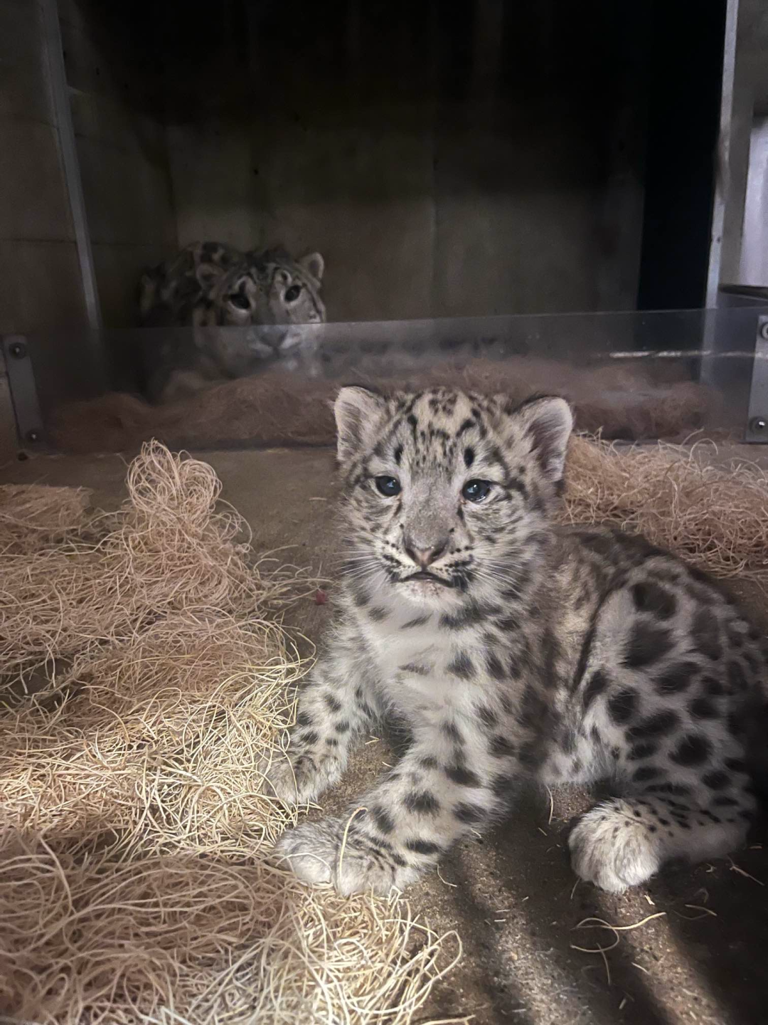 Snow Leopard born June 6 2024 at John Ball Zoo