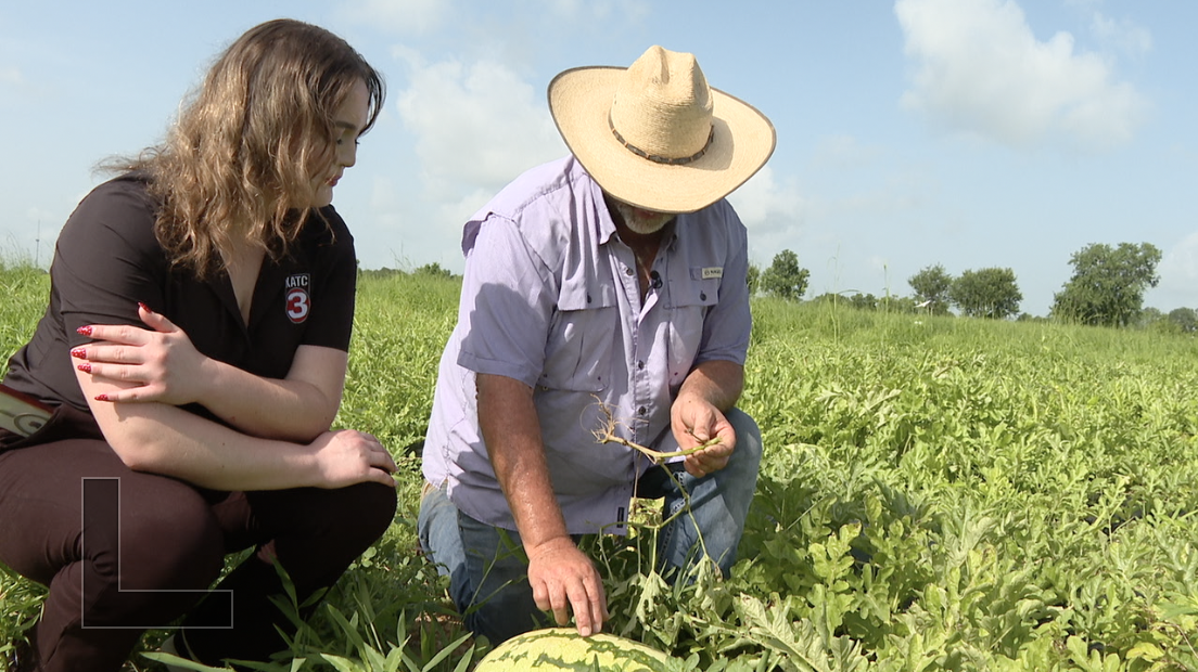 It's all about the pigtail"