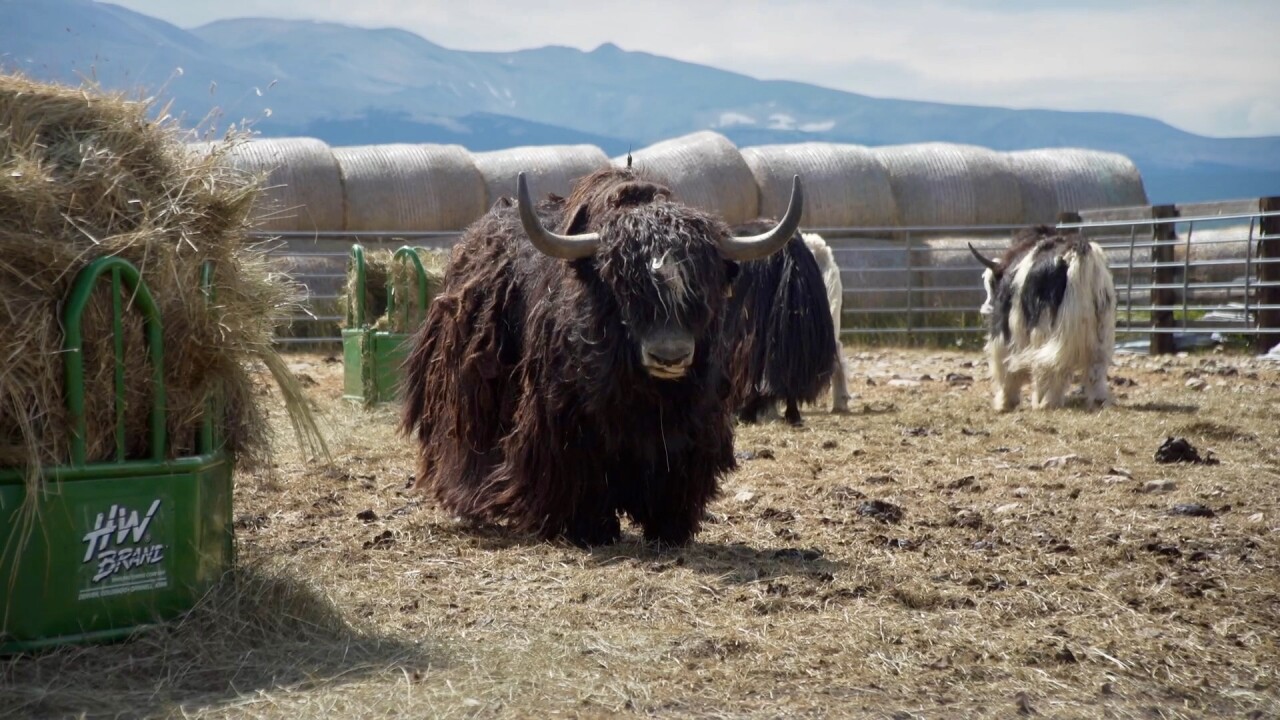 yaks in Park County.jpg