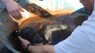 Top 3 Humorous Animal Stories Of The Week