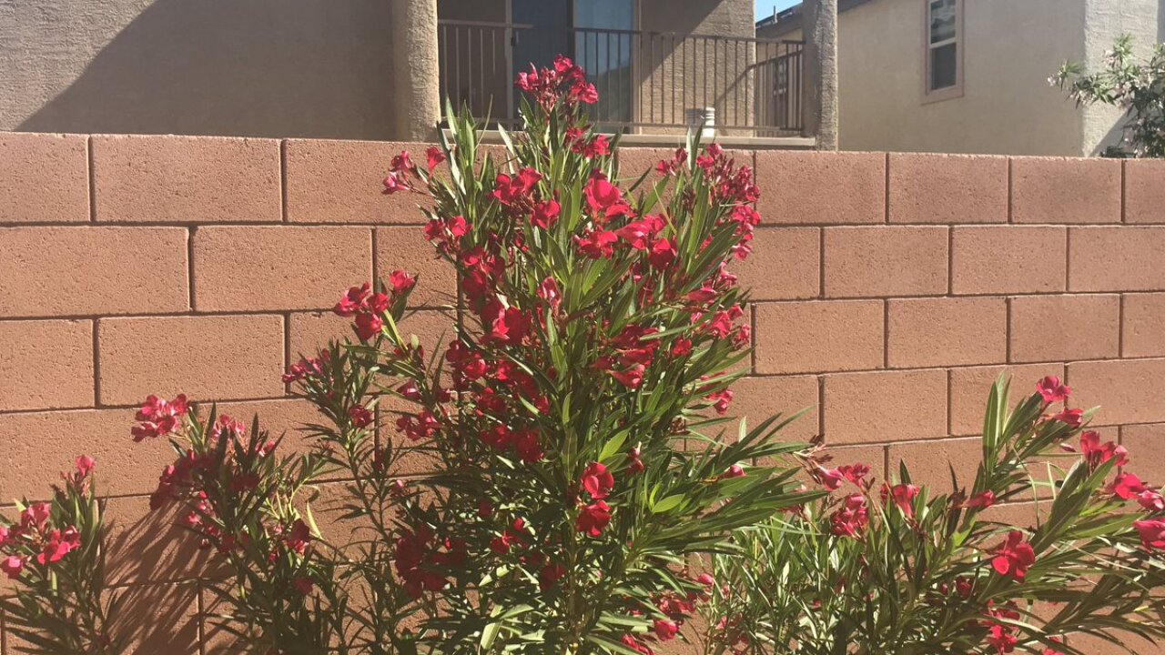 Veterinarian Toxic Plants Pets Should Avoid In Las Vegas Valley
