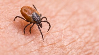 Photo of a tick on a human arm.