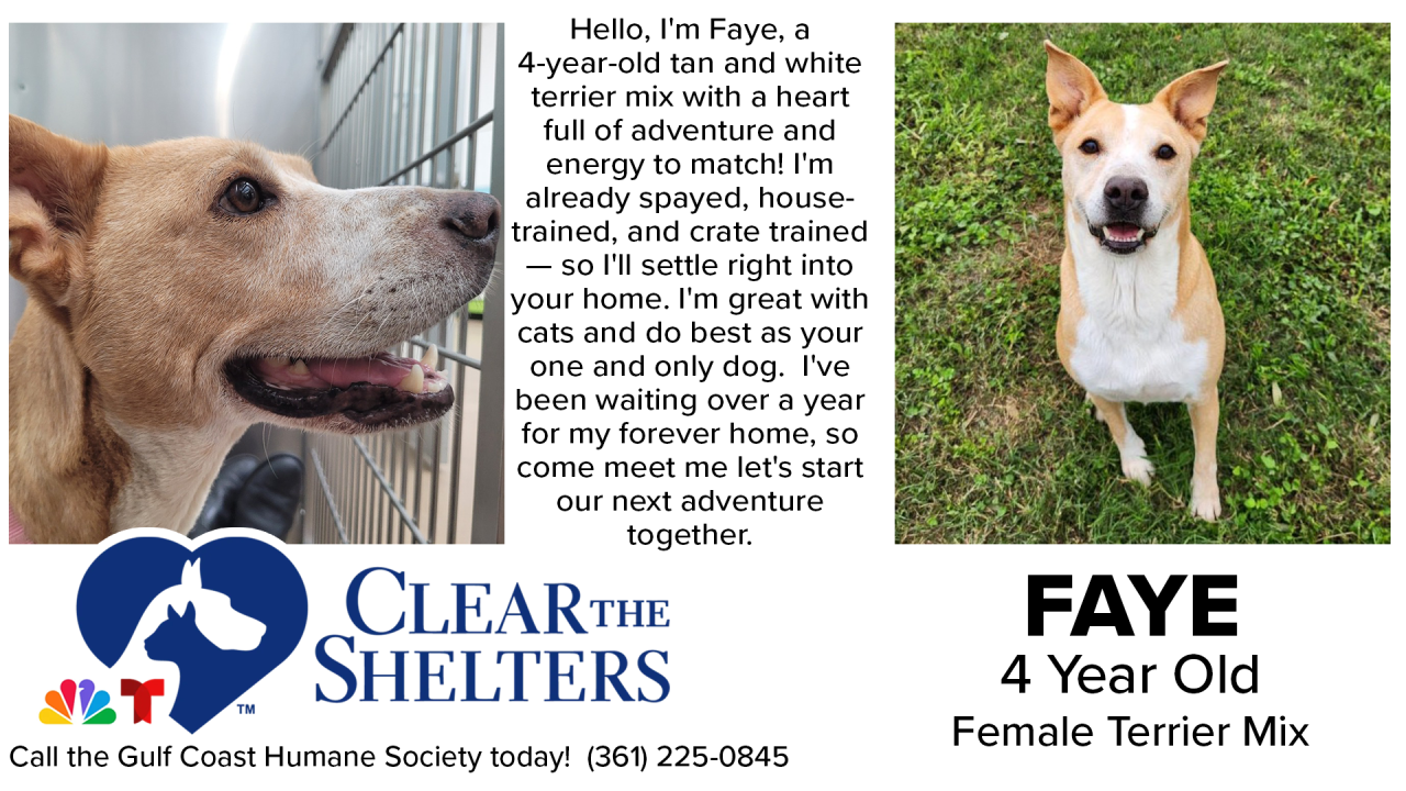ClearTheShelters3 - 03.png