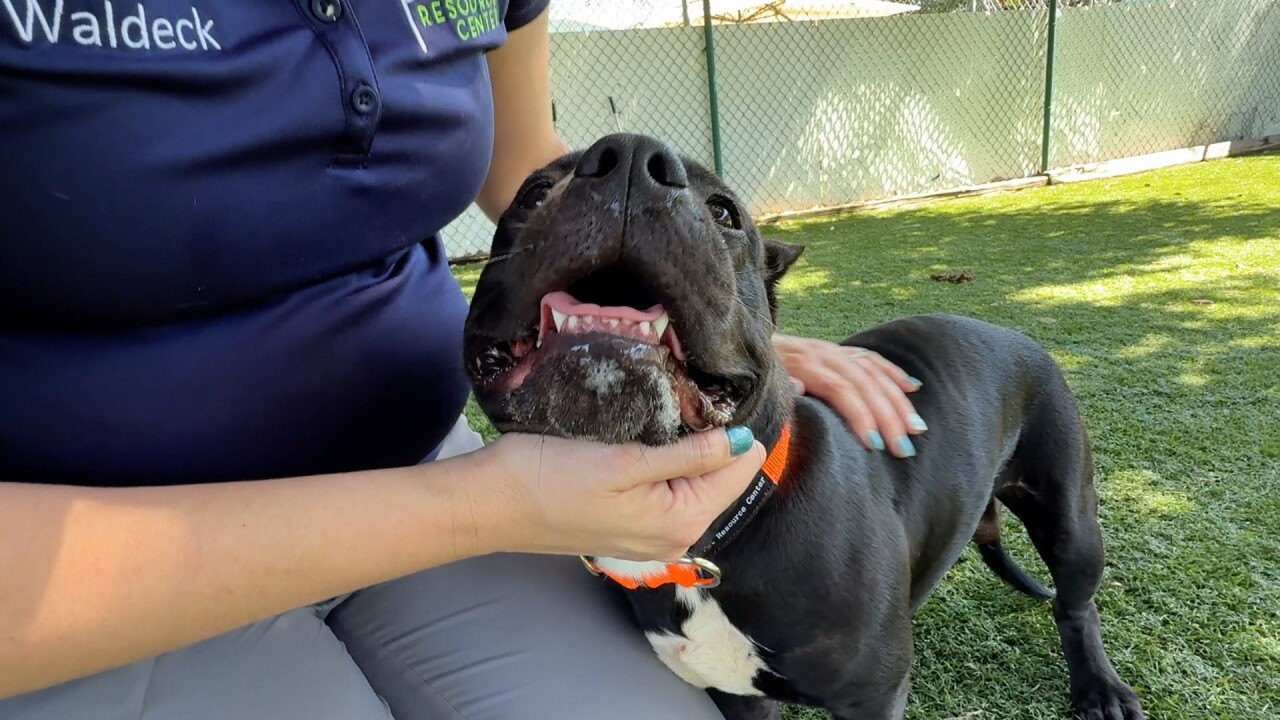 Dog left on I-7