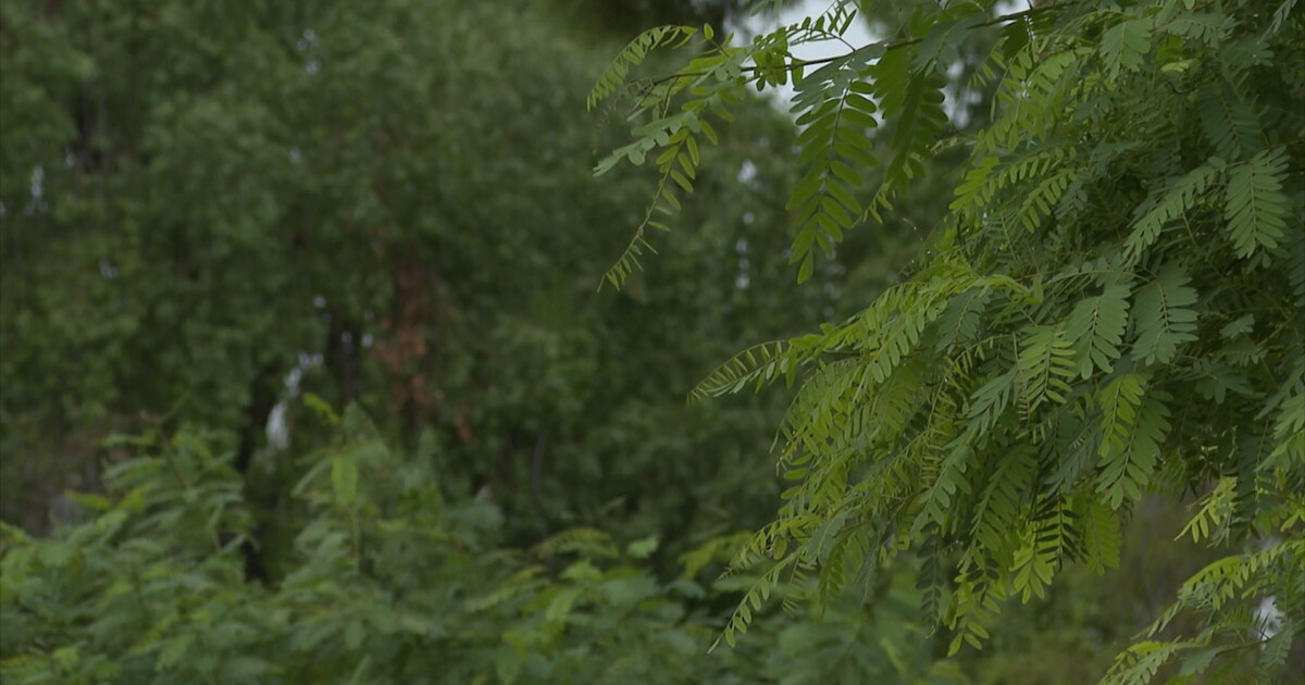 Chandler uses tree inventory data to plan replacements after monsoon season losses
