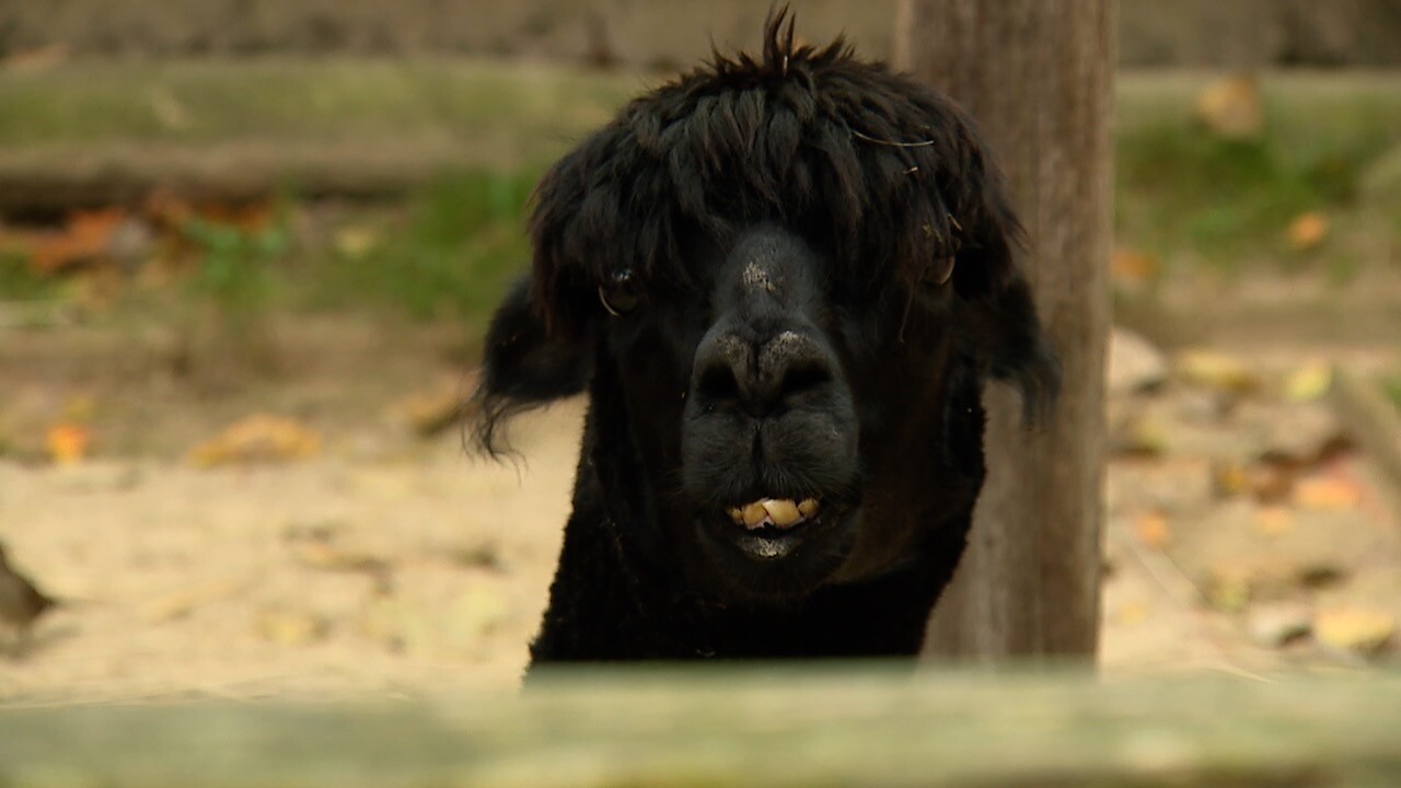 akron zoo levy 4.jpg